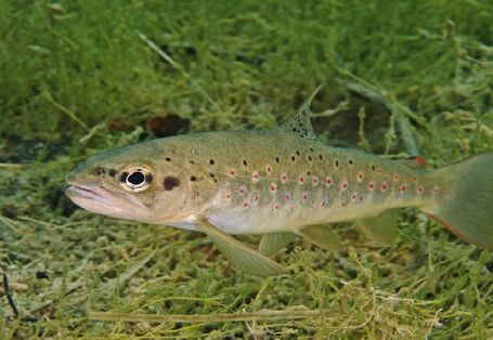 Das Bild zeigt eine Bachforelle, die zwischen Wasserpflanzen umher schwimmt.