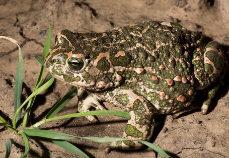 Auf dem Bild ist eine Wechselkröte zu sehen. Sie ist grün-braun gefleckt.