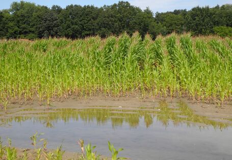 Wasser staut sich auf einem Ackerboden, so dass dort kein Mais wächst.