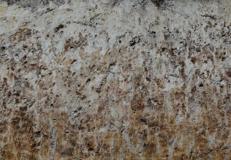 Ein Profilfoto von einem Pseudogley