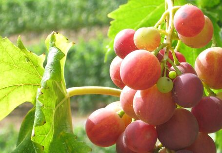 Red grapes on a vineyard.