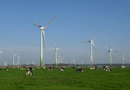 Windpark mit Kuhweide