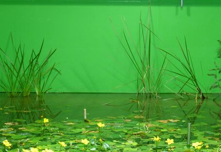 Pond impressions with vegetation along their banks