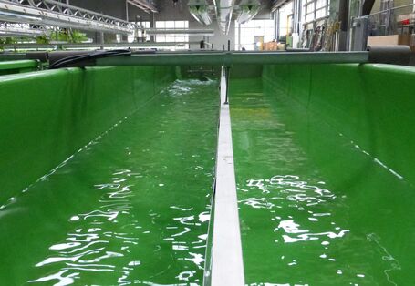 Supervision on a microcosm of the gutters