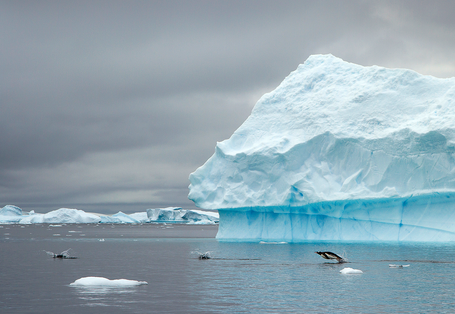 vor einem Eisberg springen Pinguine aus dem Meerwasser und tauchen spritzend wieder ein