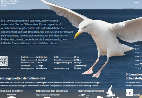 Plakat über die Silbermöwe mit Texten und Bildern