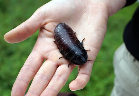 Ein Mensch hat eine Fauchschabe auf der Hand. Sie ähnelt einer Kellerassel, ist aber fast so groß wie ein Handteller.
