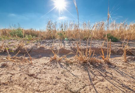 Poor harvests due to heat and drought
