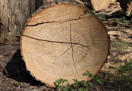 dicker gefällter Baumstamm im Wald