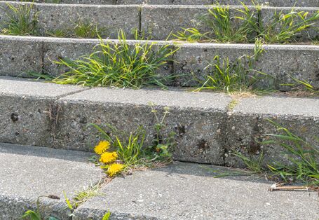 Löwenzahn und anderes Unkraut in Ritzen von Treppenstufen einer Steintreppe