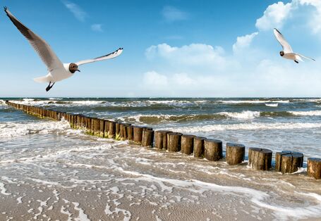 Ostseestrand mit Möwen und Buhnen