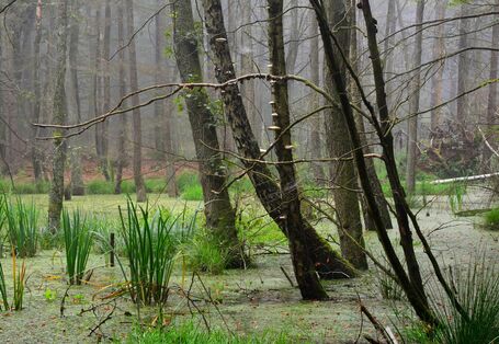 wet forest