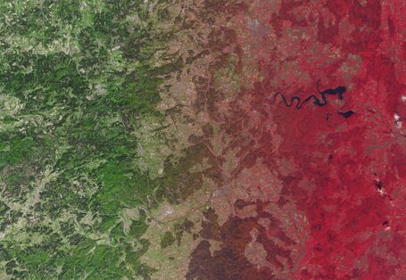 auf einem Luftbild sind Wälder zu sehen, der eine ist grünlich, der andere rötlich eingefärbt