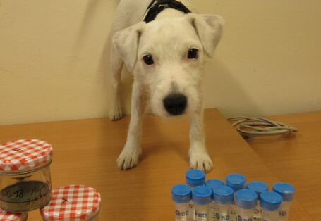 weißer junger Terrier auf einem Tisch, vor ihm stehen Gefäße mit Schimmelkulturen