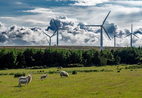 Wind turbines and sheep on a pasture