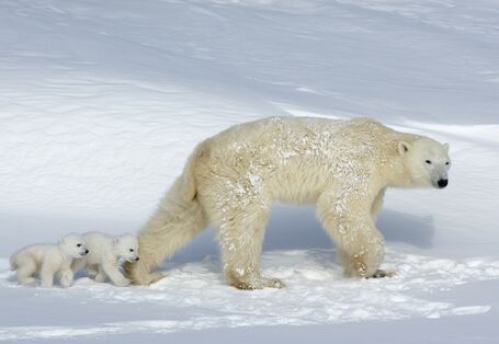 Eisbären mit Jungen