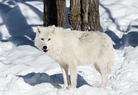 Polarwolf im Schnee