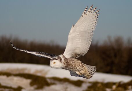 Schneeeule im Flug