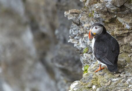 Papageientaucher auf einem Fels