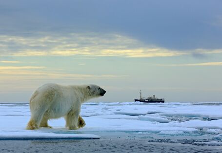 Vorbeilaufender Eisbär auf dem Packeis, im Hintergrund ein Eisbrecher