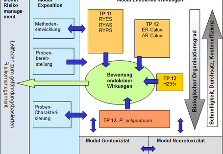 Schaubild: Versuche im Modul Endokrine Wirkungen und Interaktion mit anderen Modulen zur Erstellung eines Leitfadens zum gefährdungsbasierten Risikomanagement