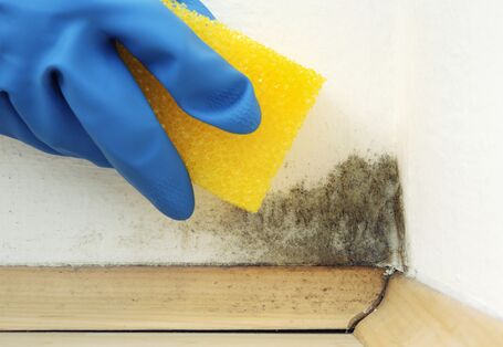 Eine Hand mit Gummihandschuh versucht Schimmel an einer Wand mit einem Schwamm zu entfernen