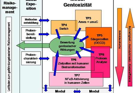 Das Fließdiagramm beschreibt die Zusammenhänge zwischen den Teilmodulen 3-8 im Modul Gentoxizität 