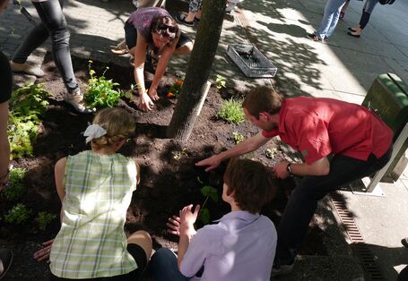Mitarbeiter des UBA pflanzen in der Dessauer Innenstadt ein Blumenbeet (Baumscheibe)