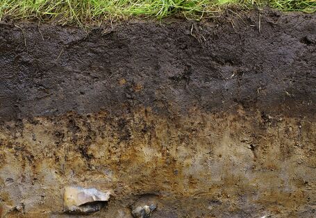 Profilfoto Boden des jahres 2016, Gley