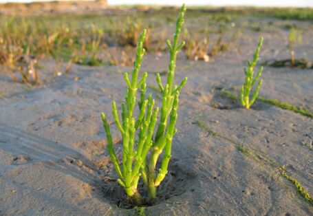 Europäischer Queller