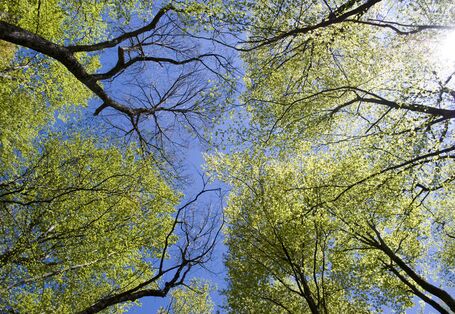Blick von unten in den blauen Himmel durch Baumkronen 