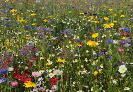 Wiese mit bunten Wildblumen