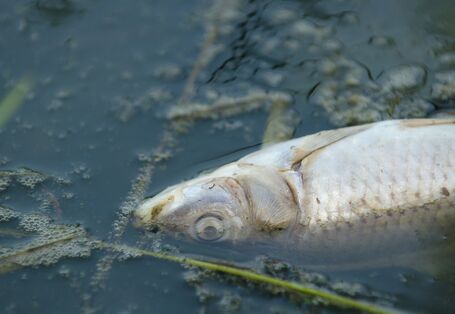 toter Fisch