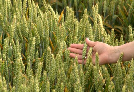 Mensch prüft Getreideähren