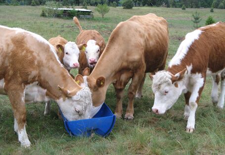 cows