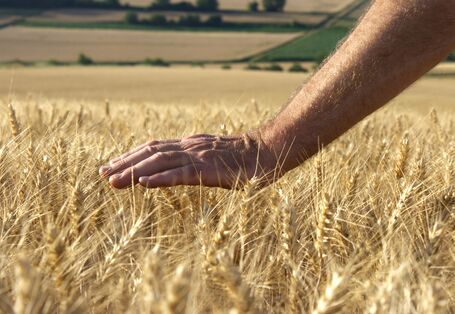 a hand protects crops on a field