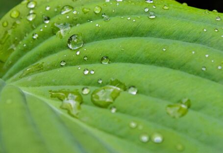grünes Blatt mit Lotuseffekt