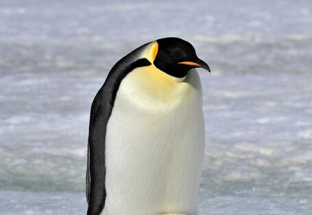 Pinguin mit Jungvogel auf Eis