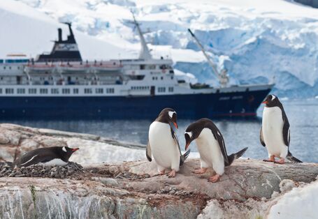 Pinguine vor Kreuzfahrtschiff in der Antarktis