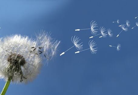 Pusteblume mit fleigendem Samen