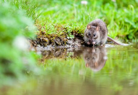 Ratte am Wasser