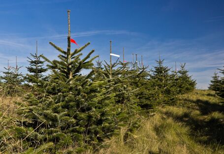 Weihnachtsbaumplantage