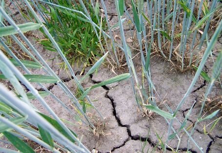 Ausgetrockneter Boden mit Trockenrissen, spärlich mit Gräsern und Getreide bewachsen.