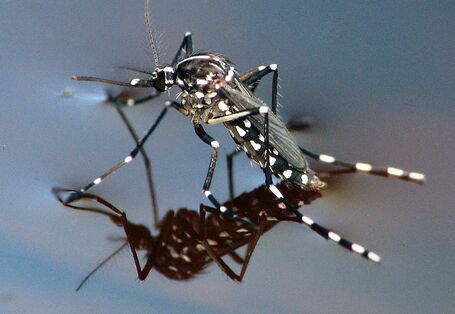 Großaufnahme einer Asiatischen Tigermücke auf Wasseroberfläche.
