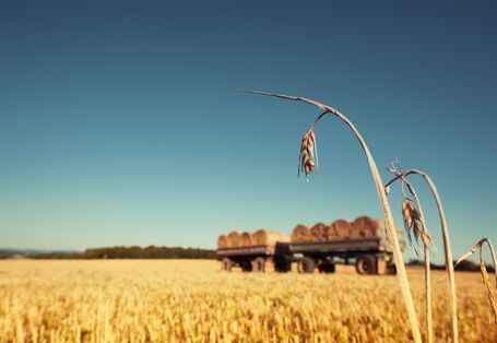 Kornähren vor abgeernteten Getreidefeld, im Hintergrund Strohballen auf Anhängern.