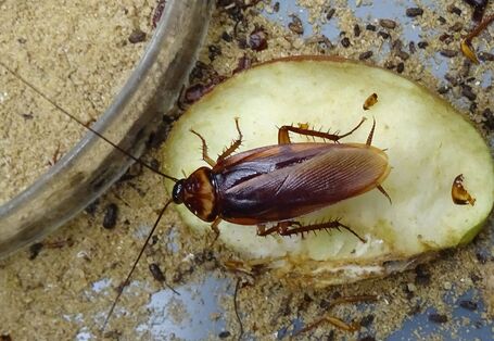 eine Amerikanische Schabe sitzt auf einem Stück Apfel