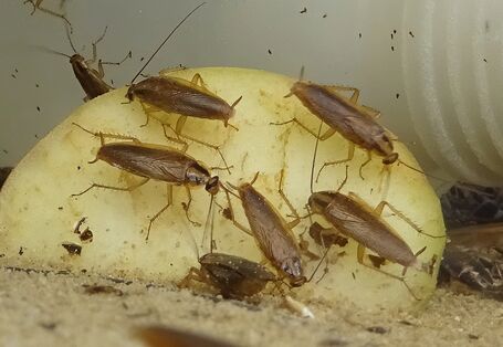 mehrere Deutsche Schaben fressen an einem Stück Apfel