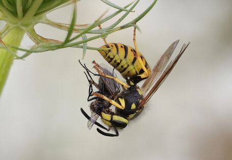 Wespe mit erbeuteter Fliege