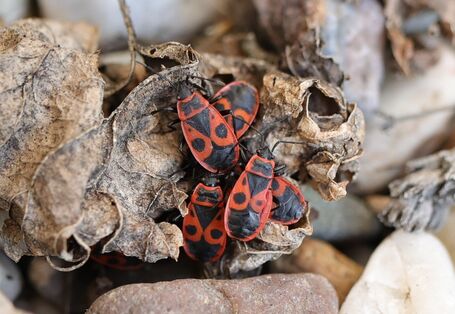 mehrere rot-schwarze Feuerwanzen auf einem vertrockneten Blatt