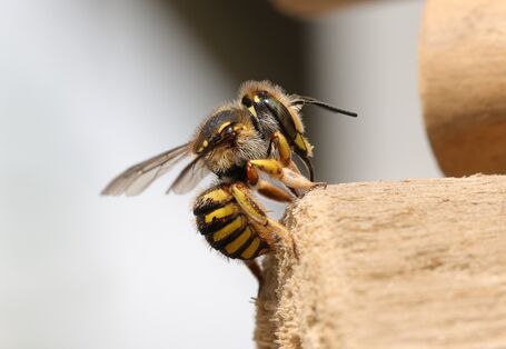 Garten-Wollbiene